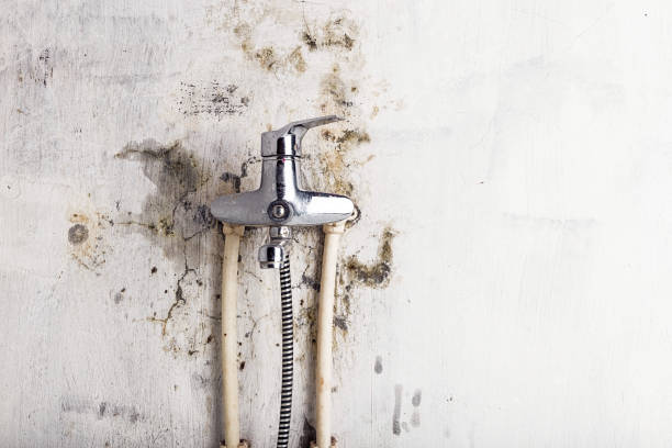 Best Mold Damage Repair  in Abita Springs, LA